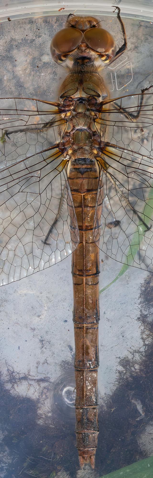 Libellulidae - Sympetrum striolatum